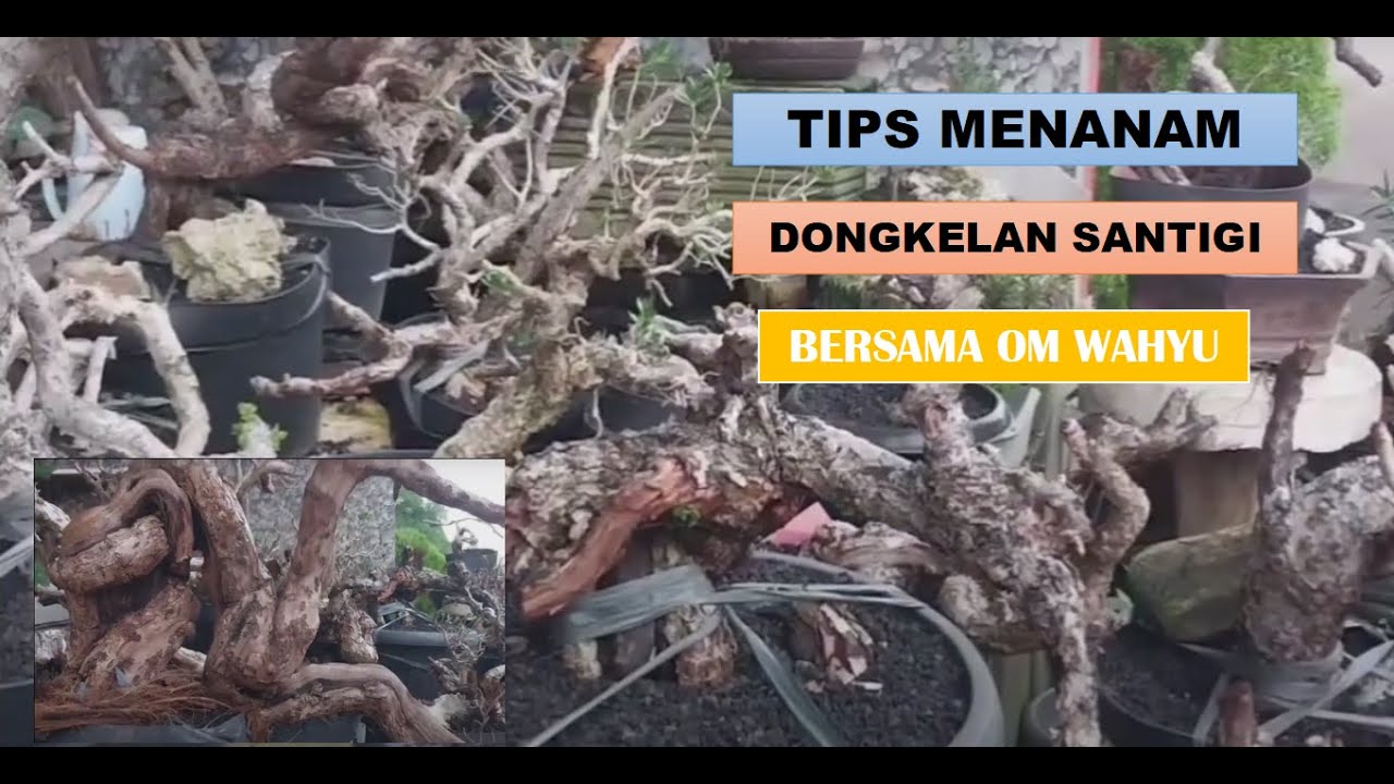 CARA TANAM SANTIGI DONGKELAN BERSAMA OM WAHYU