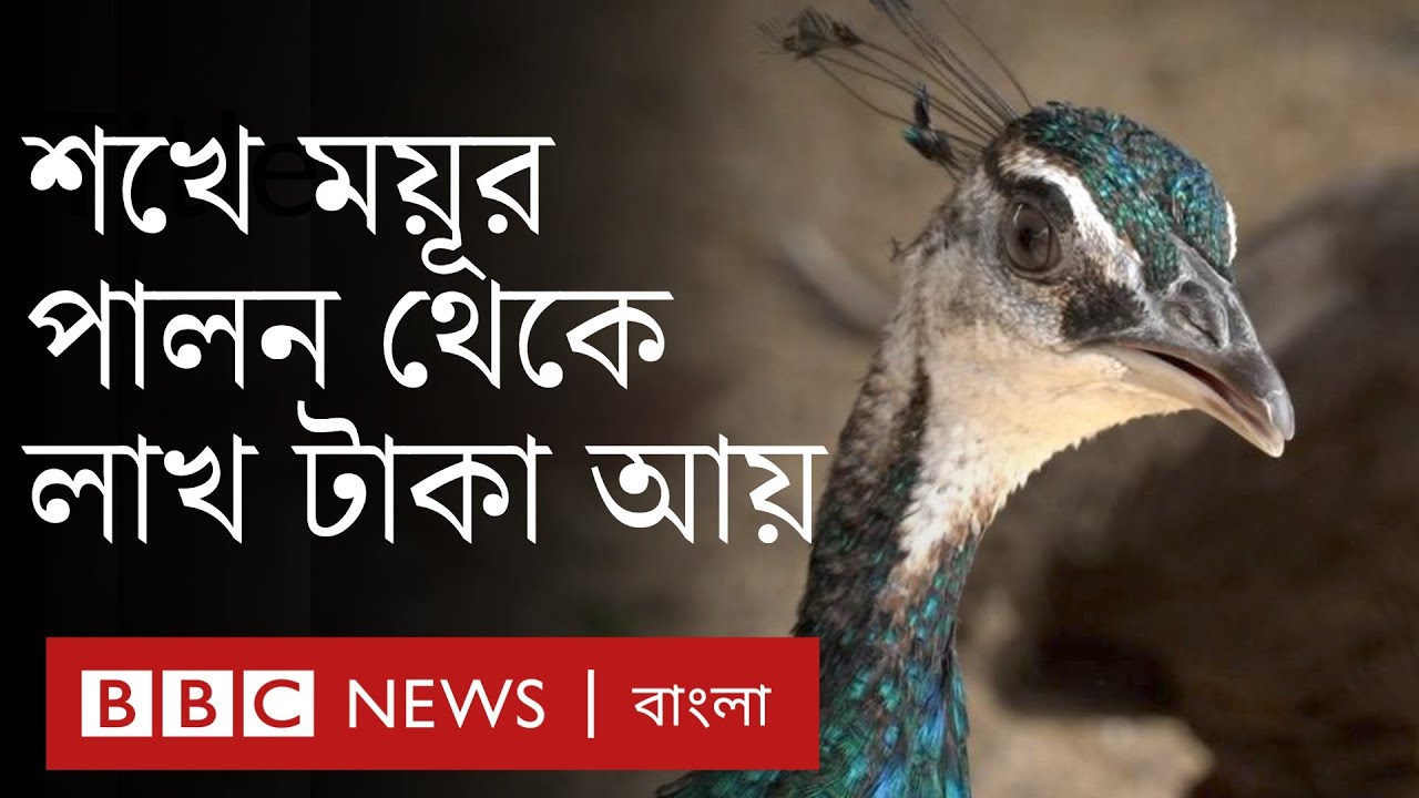 শখের ময়ূরের খামার থেকে লাখ টাকা আয়| BBC Bangla