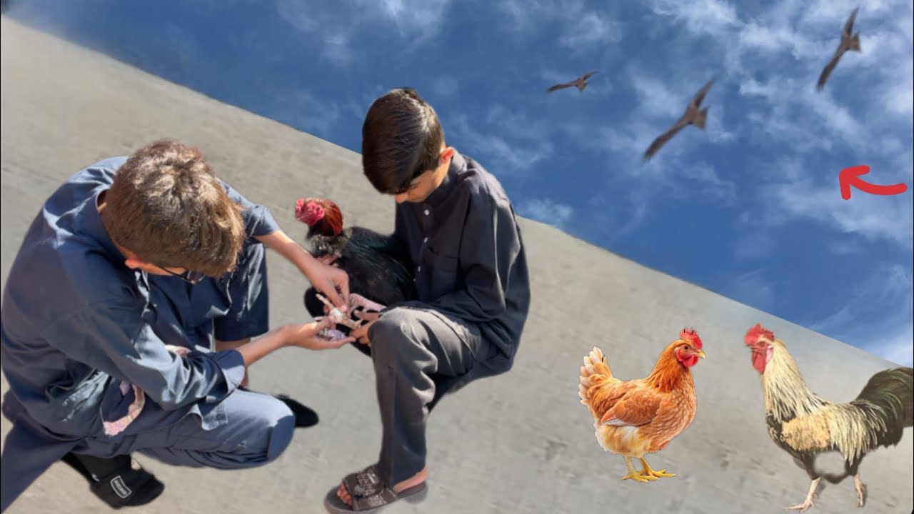 Guber zakhmi ho gaya🥺😰/ #foryou#village #pigeon #funny #desi #cute#vlog #parrot#goat#cow#lion#cat