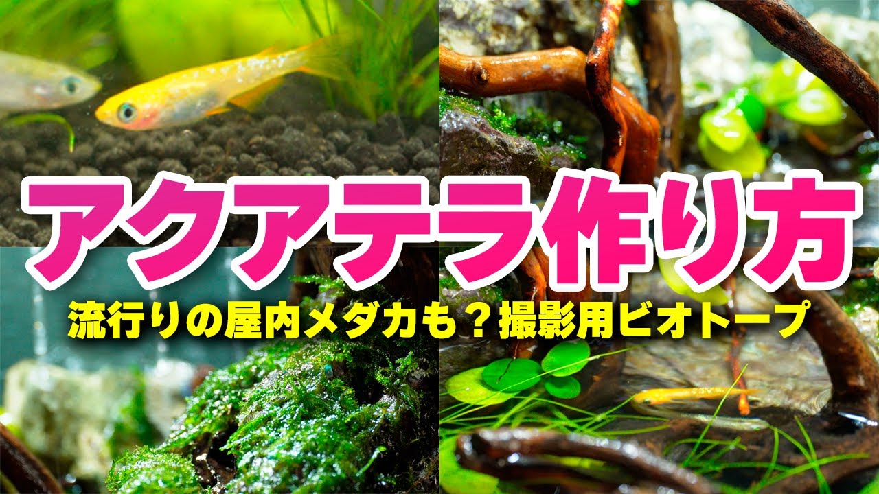 卓上における小型アクアテラリウムの作り方！石と流木のリアルレイアウト、屋内メダカ撮影ビオトープ #アクアリウム #熱帯魚 【ビバアクア】
