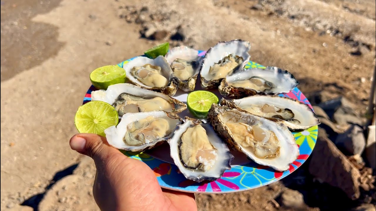 Ostiones recién sacados del mar en la granja de ostiones de don Saúl casi llegando a playa el Maviri