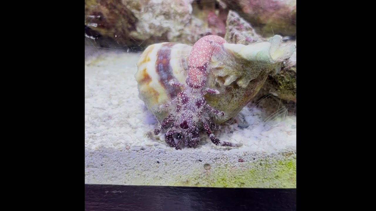 Invertebrate Investigations - Invertebrate Style