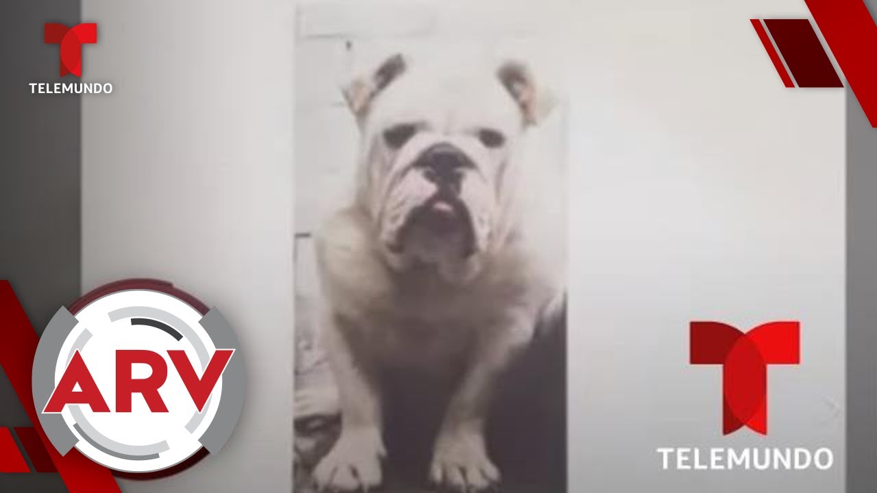 Secuestran a un perro y piden una recompensa para su rescate | Al Rojo Vivo | Telemundo
