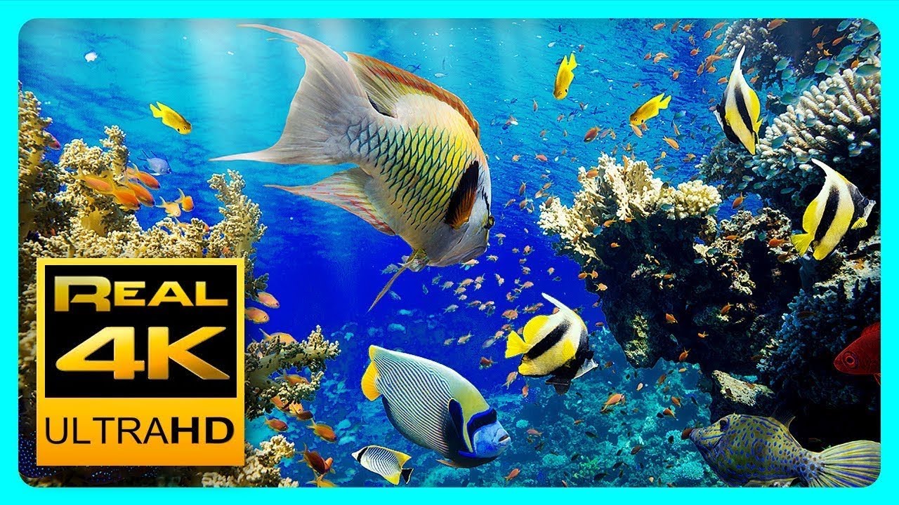 Fish Died in Aquarium 4K