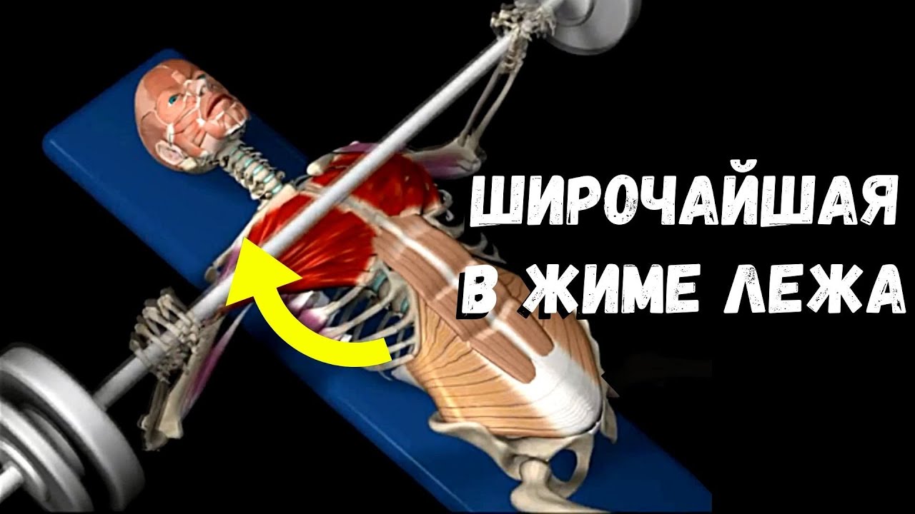 РОЛЬ ШИРОЧАЙШЕЙ В ЖИМЕ ЛЕЖА