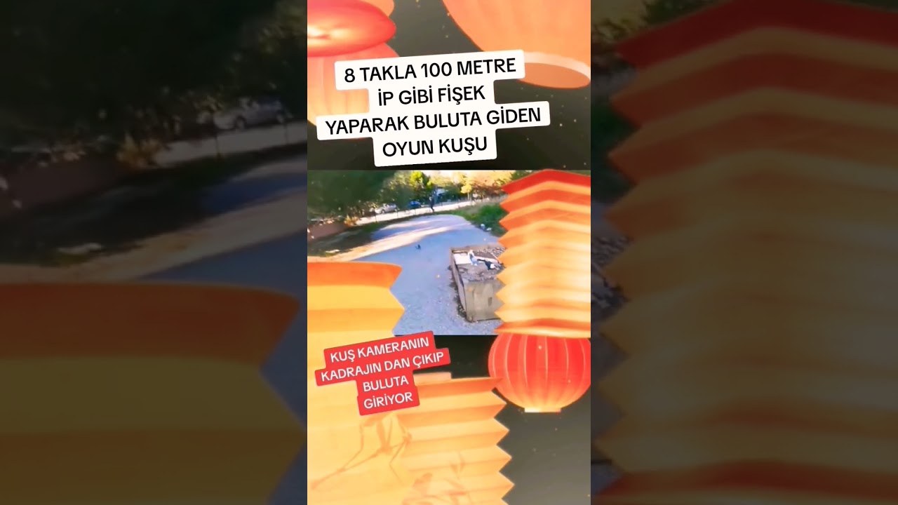 8 TAKLA 100 METRE İP GİBİ FİŞEK YAPAN OYUN KUŞU