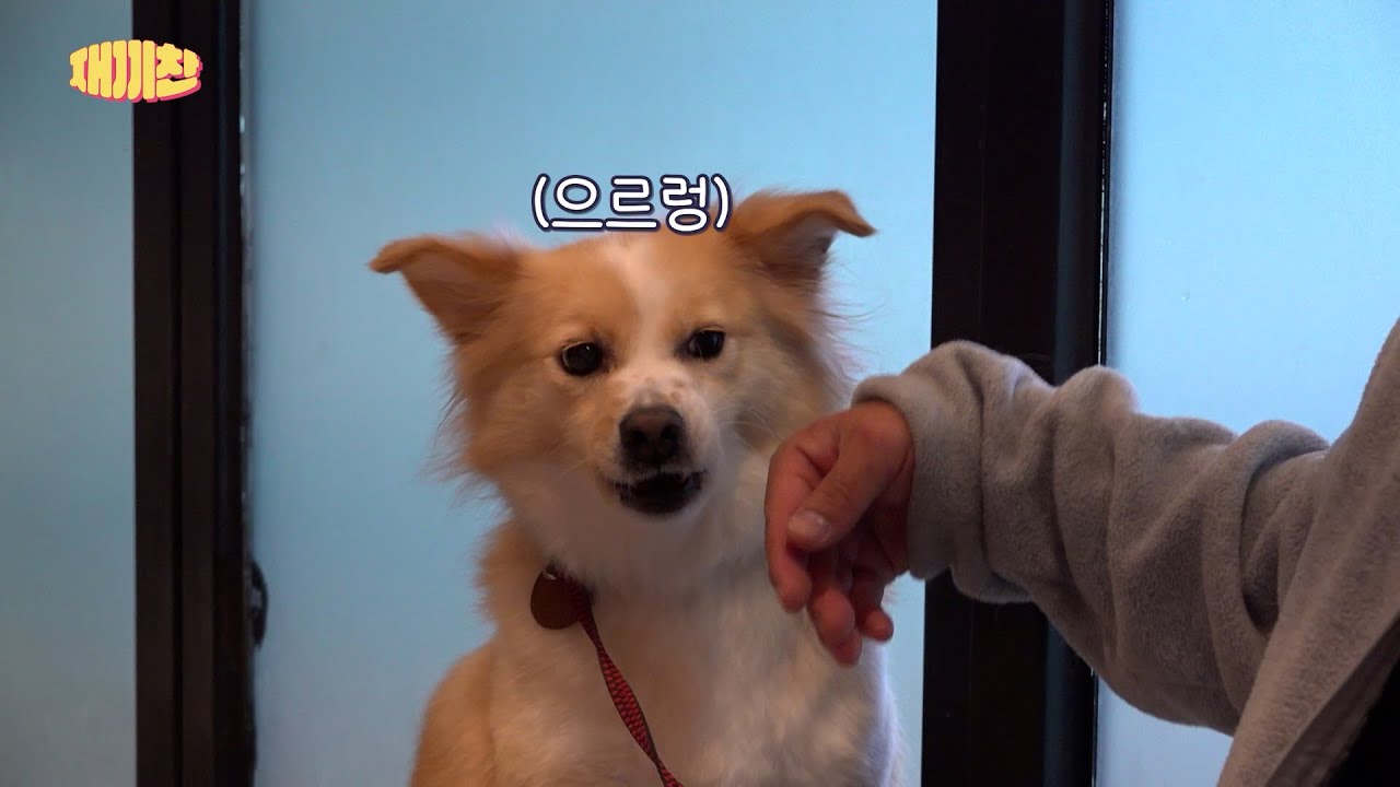 1티어 훈련사 갓찬종 무너진 썰 푼다 (루나는 참지않긔...)