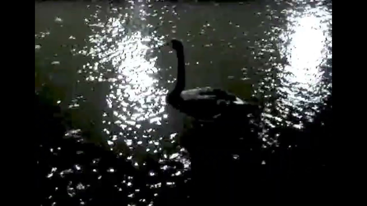 la petite fille of the sea — slowed