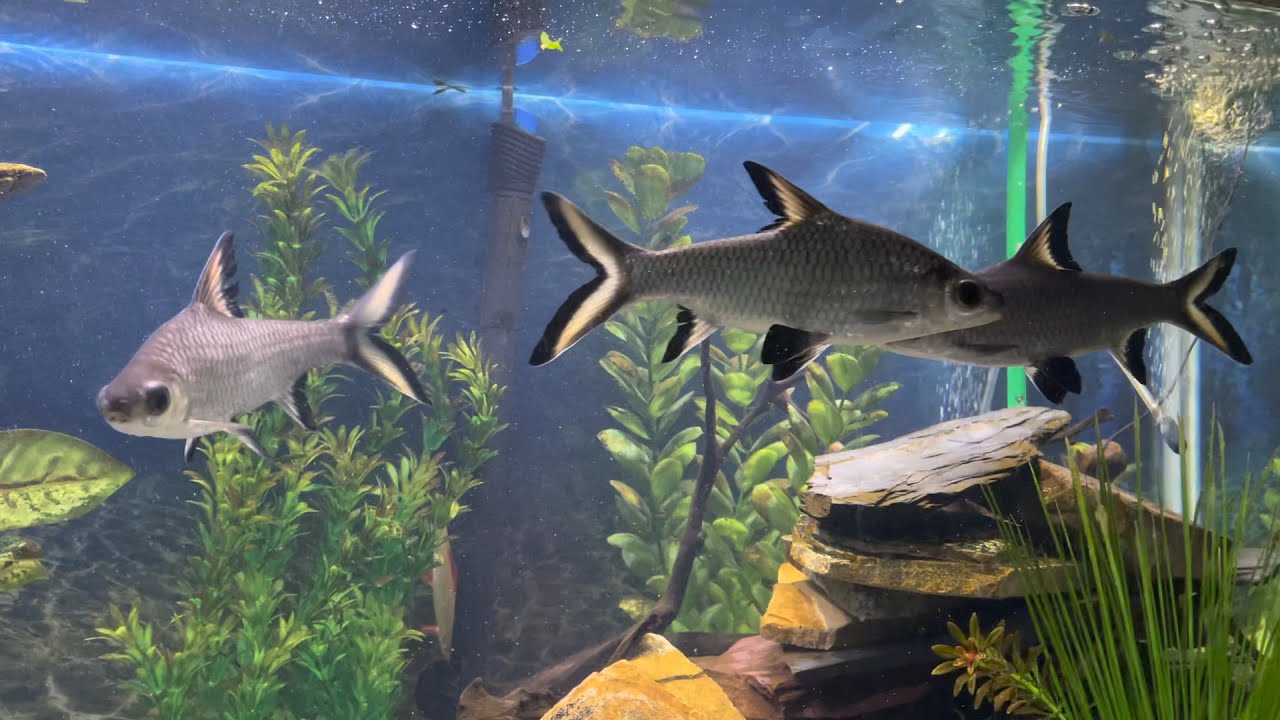 8 - 9 inch Bala Sharks in my 135 Gallon &ldquo;Shark&rdquo; Tank