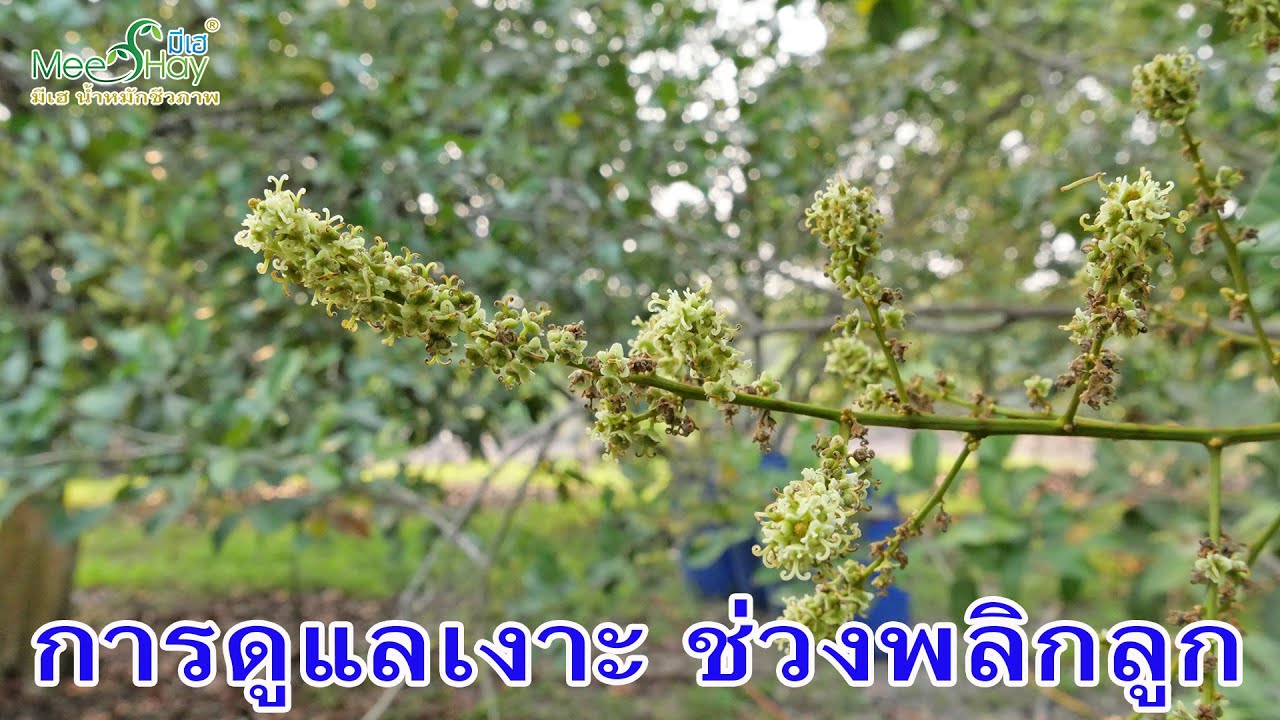 การดูแลเงาะช่วงพลิกลูก ตัวอย่างจากสวนมีเฮ (EP.77)