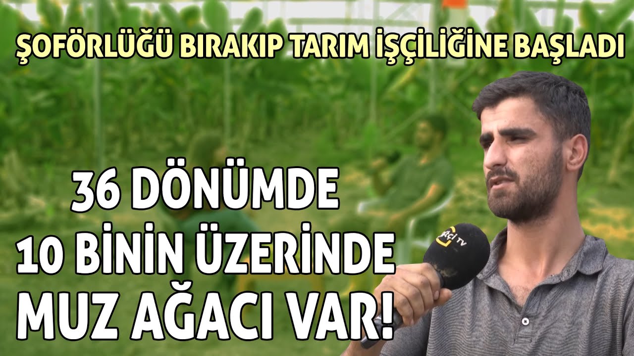 Şoförlüğü Bırakıp Tarım İşçiliğine Başladı: 36 Dönümde 10 Binin Üzerinde Muz Ağacı Var!