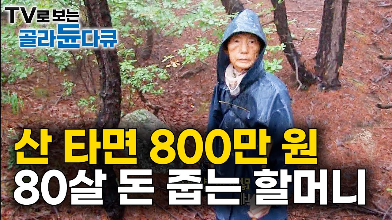 조용히 나타나더니 최상품만 쏙. 가을에 800만 원 챙기고 하산하는 은둔고수 할머니ㅣ송이버섯ㅣ극한직업ㅣ#골라듄다큐