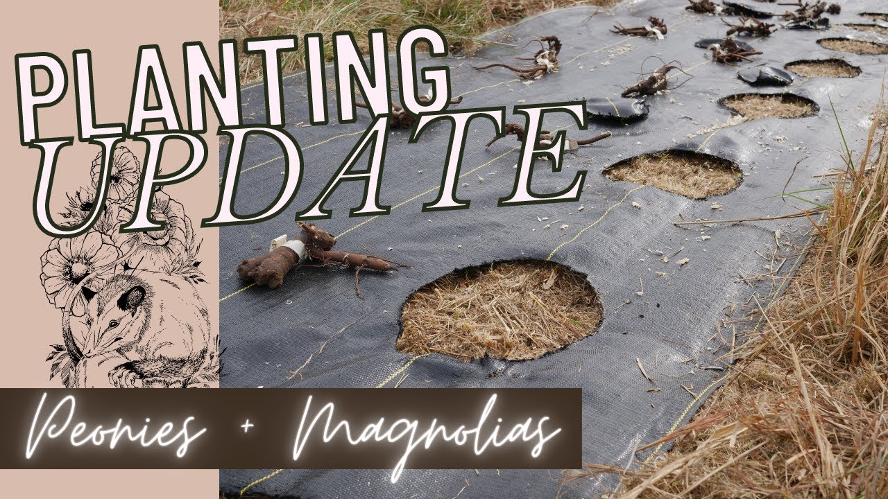 CHEAP MAGNOLIAS + PLANTING PEONIES AND RANUNCULUS | BACKYARD FLOWER FARM GARDEN
