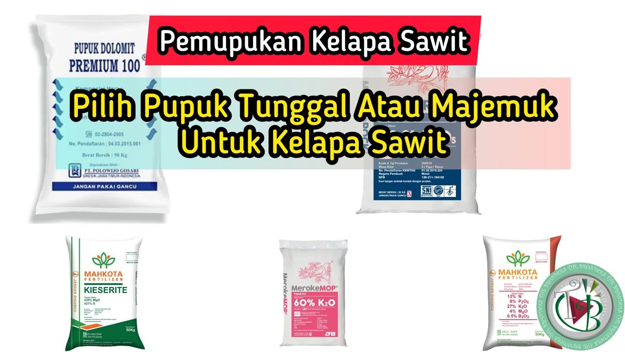 Pemupukan Kelapa Sawit: Pilih Pupuk Tunggal Atau Majemuk Untuk Kelapa Sawit