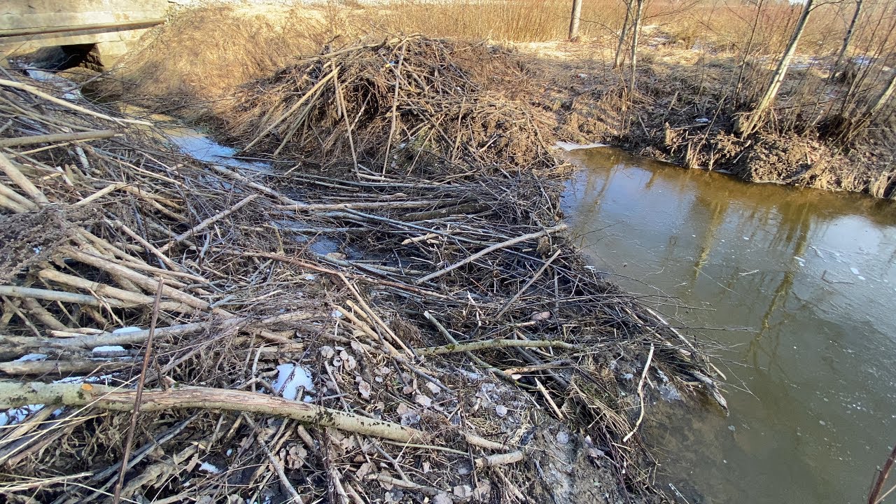 Beaver Dam Removal NEXT TO TRAIN RAILS!