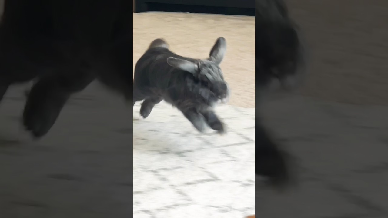 Rare daytime bunny rabbit zoomies #shorts #bunny #rabbit