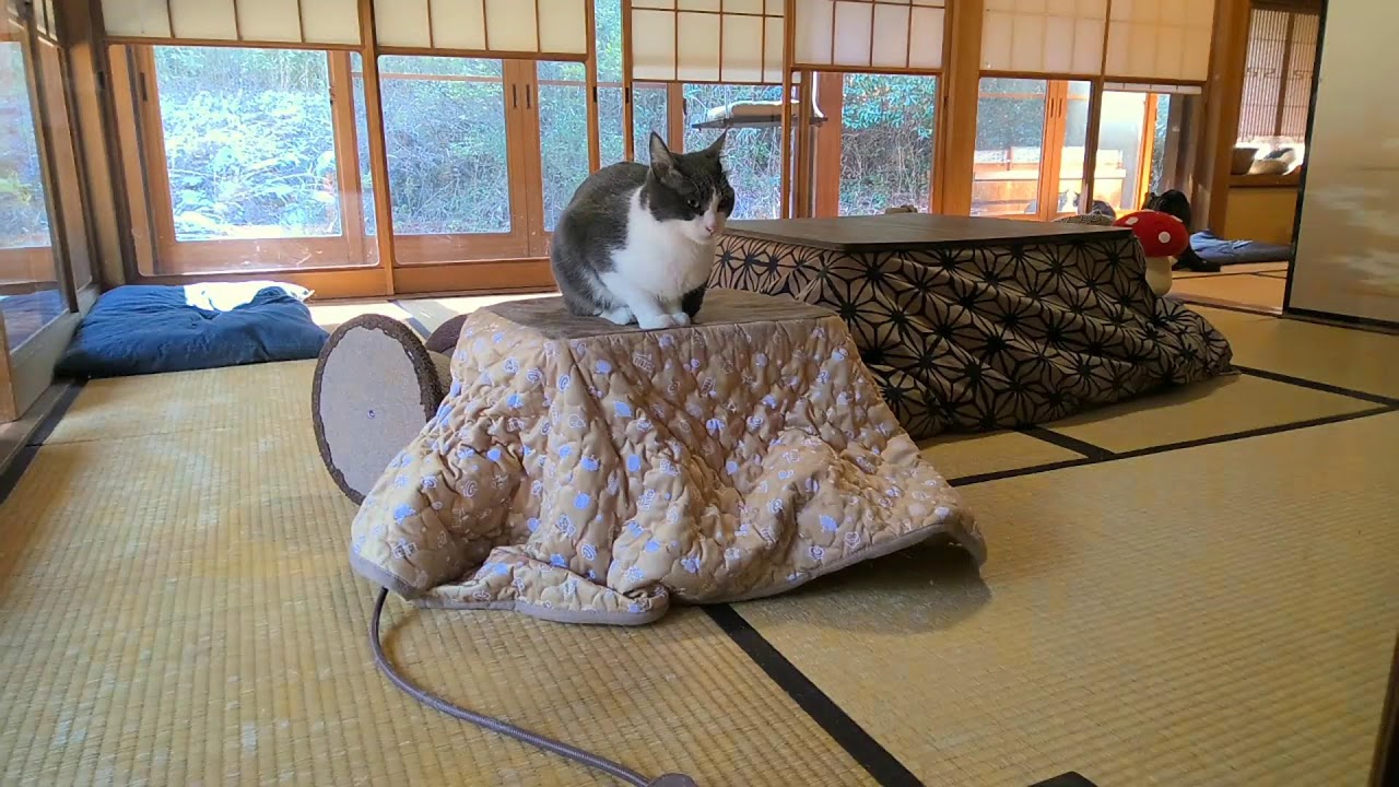 垂れ流し配信‗昼→夜‗20260202