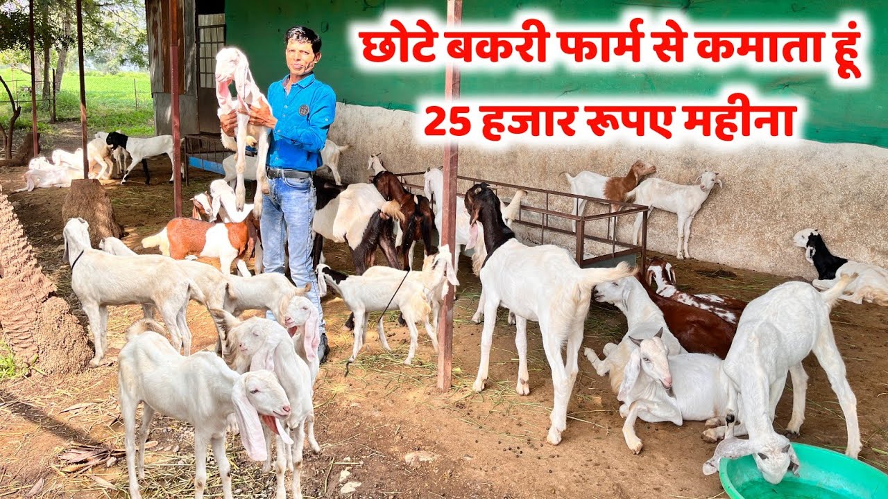 छोटे बकरी फार्म से कमाई 25 हजार महीना || Modern Goat Farming Model In India