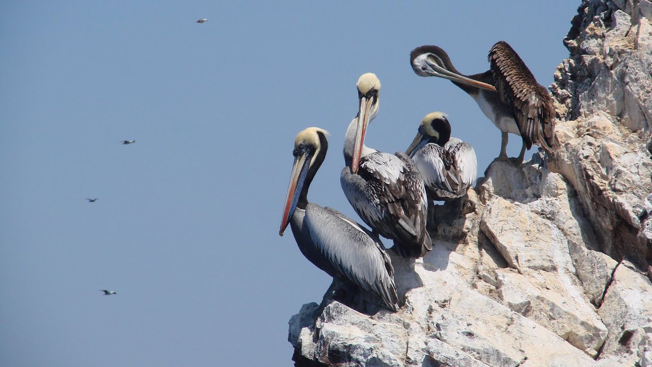 Peru: Ballestas, Otočje Ptic in Morskih Levov ; Popotnik 2016 - tvd8/3 pp