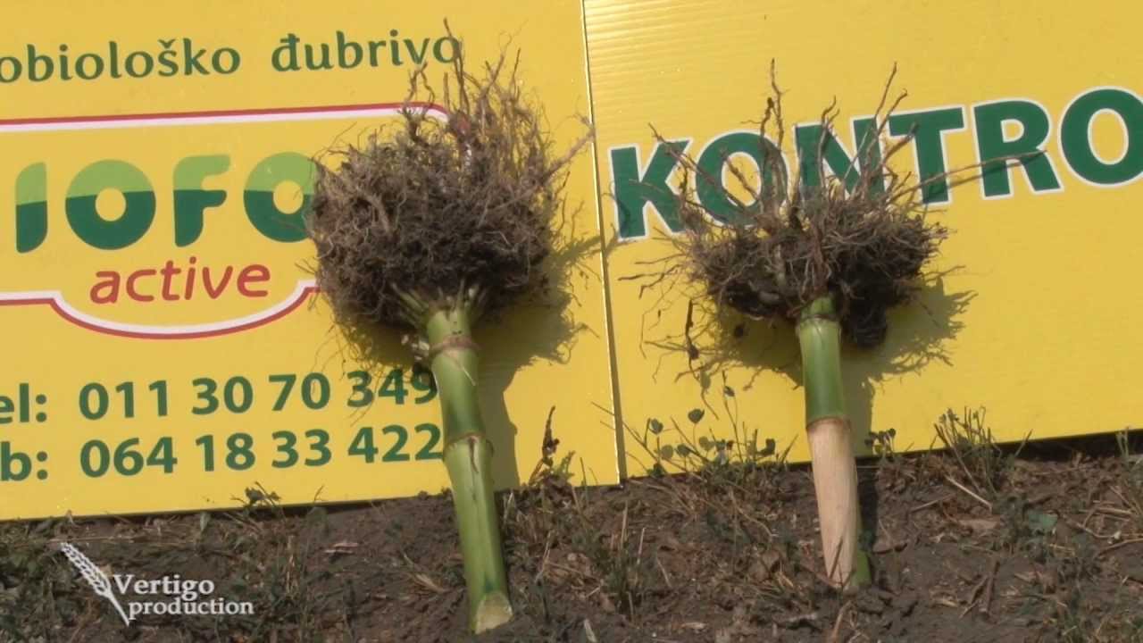 Mikrobiolosko djubrivo Biofor u Kukuruzu - U nasem ataru 473