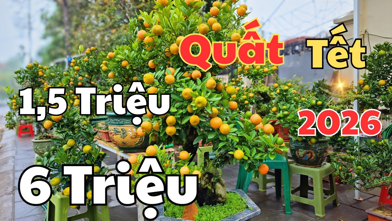 Khảo giá 