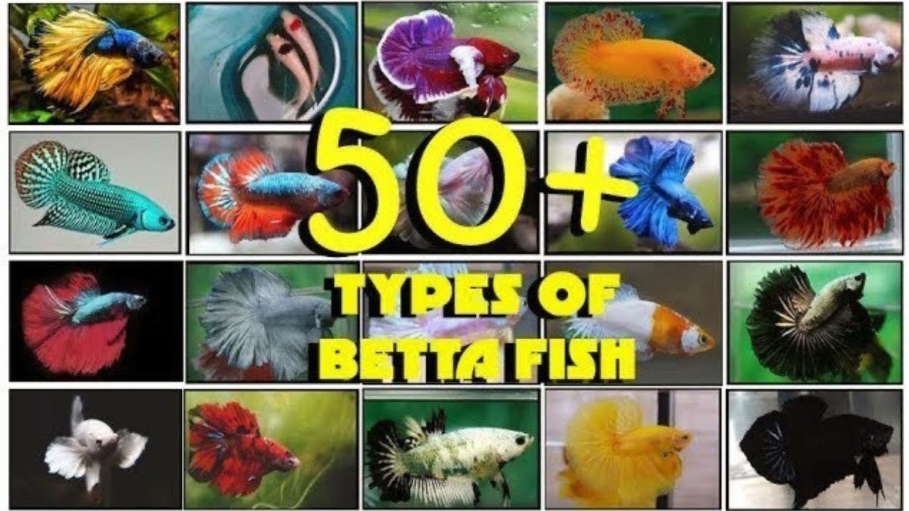 Types of Betta Fish | 50+ BETTA TYPES you should know!! (Name & Description) by Glee Aqua Dragons