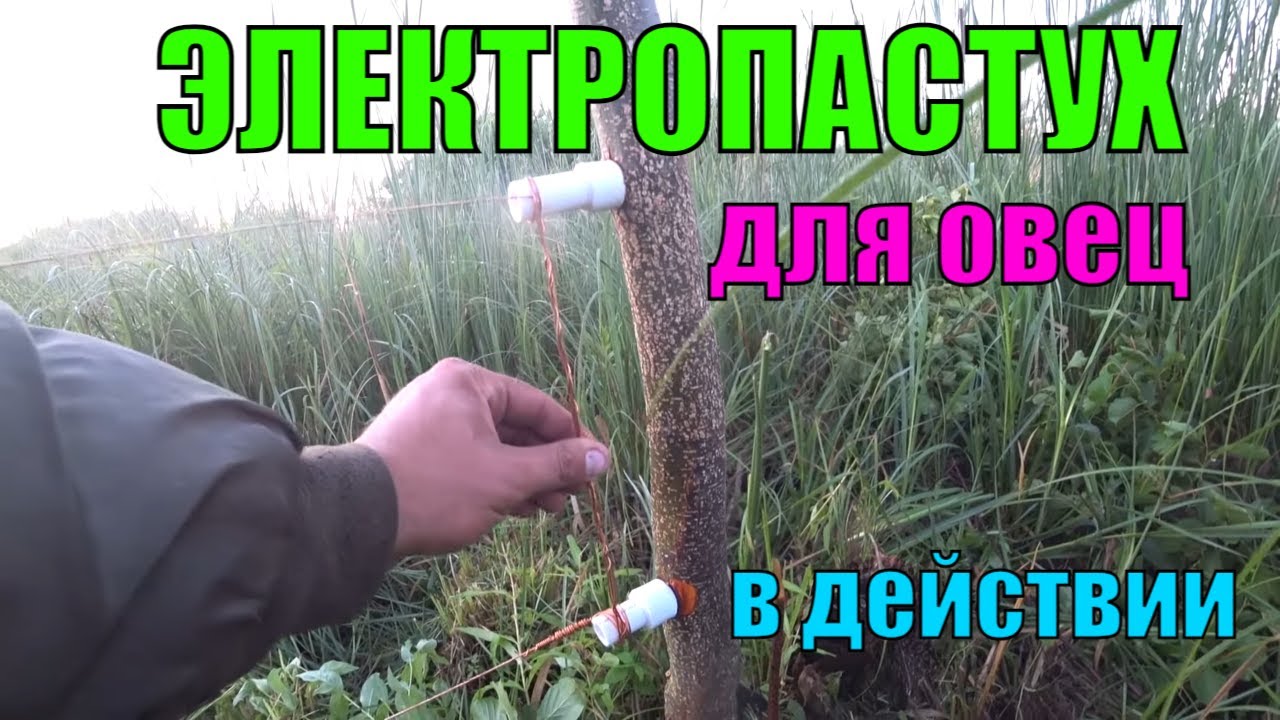 Не покупайте электропастух для овец не посмотрев это видео. УСАДЬБА У ОЗЕРА