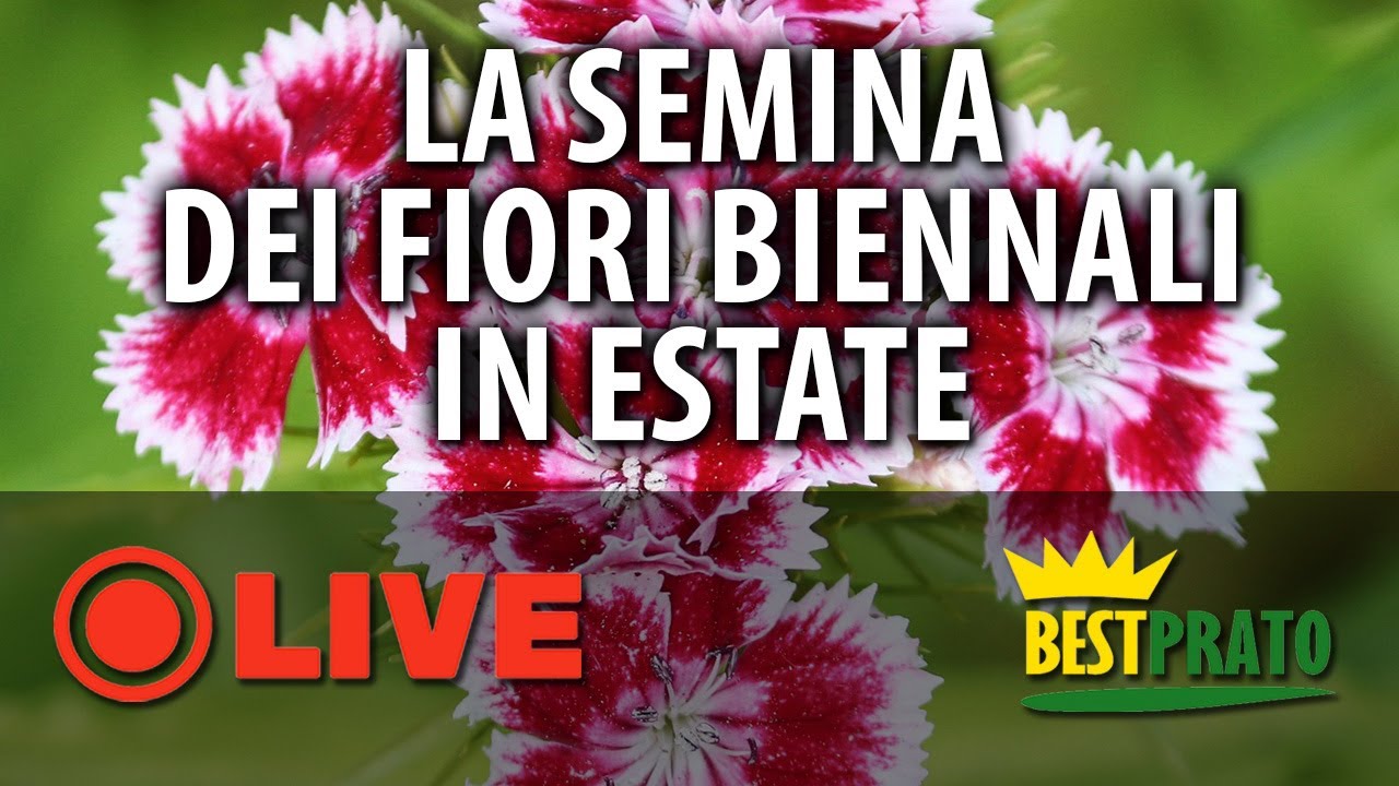LA SEMINA DEI FIORI BIENNALI IN ESTATE