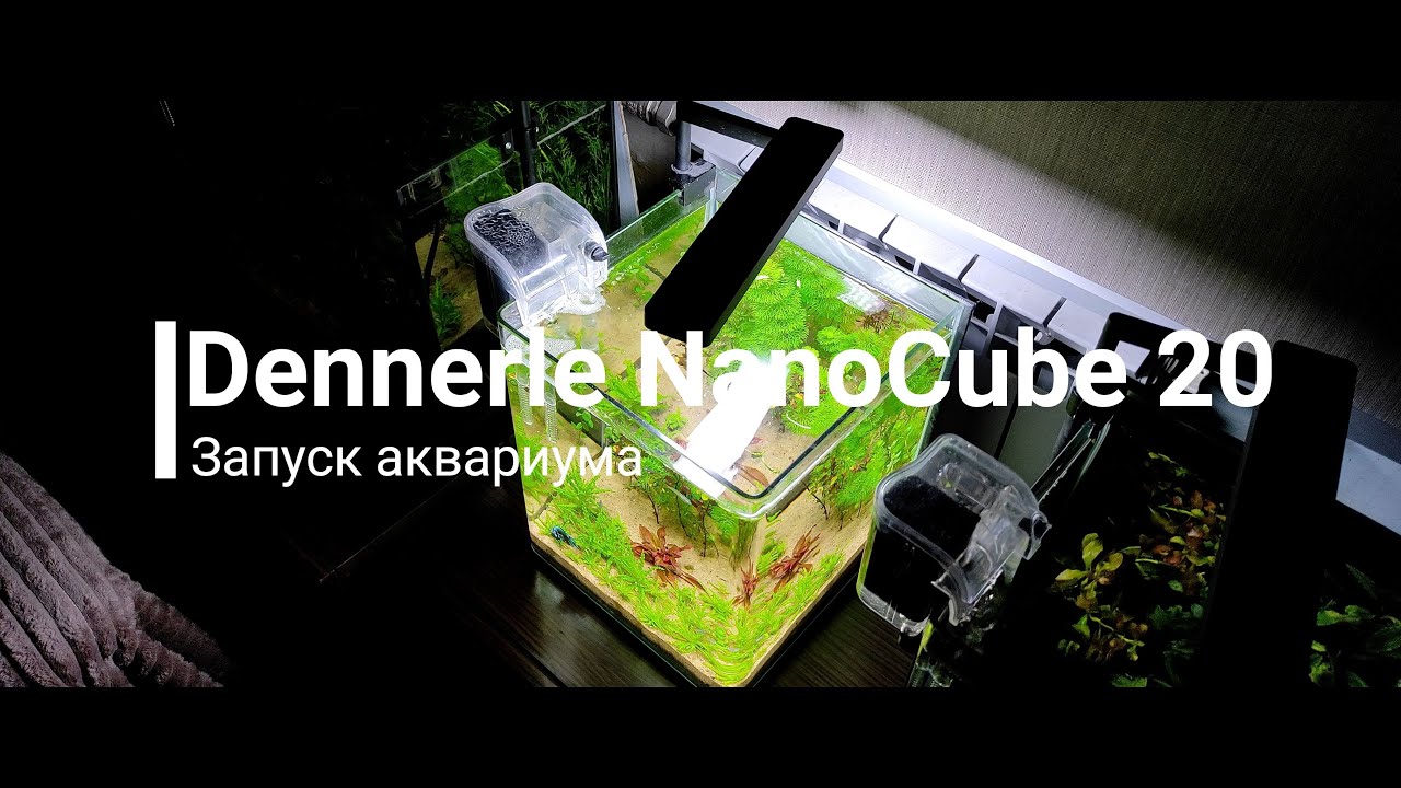 Dennеrle NanoCube 20. Запуск аквариума.