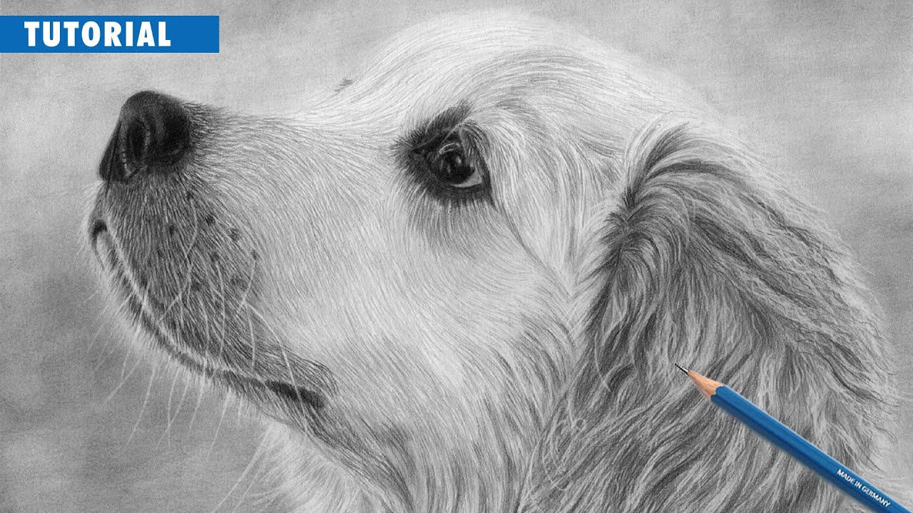 How to Draw a Realistic Golden Retriever Dog | Beginner Tutorial