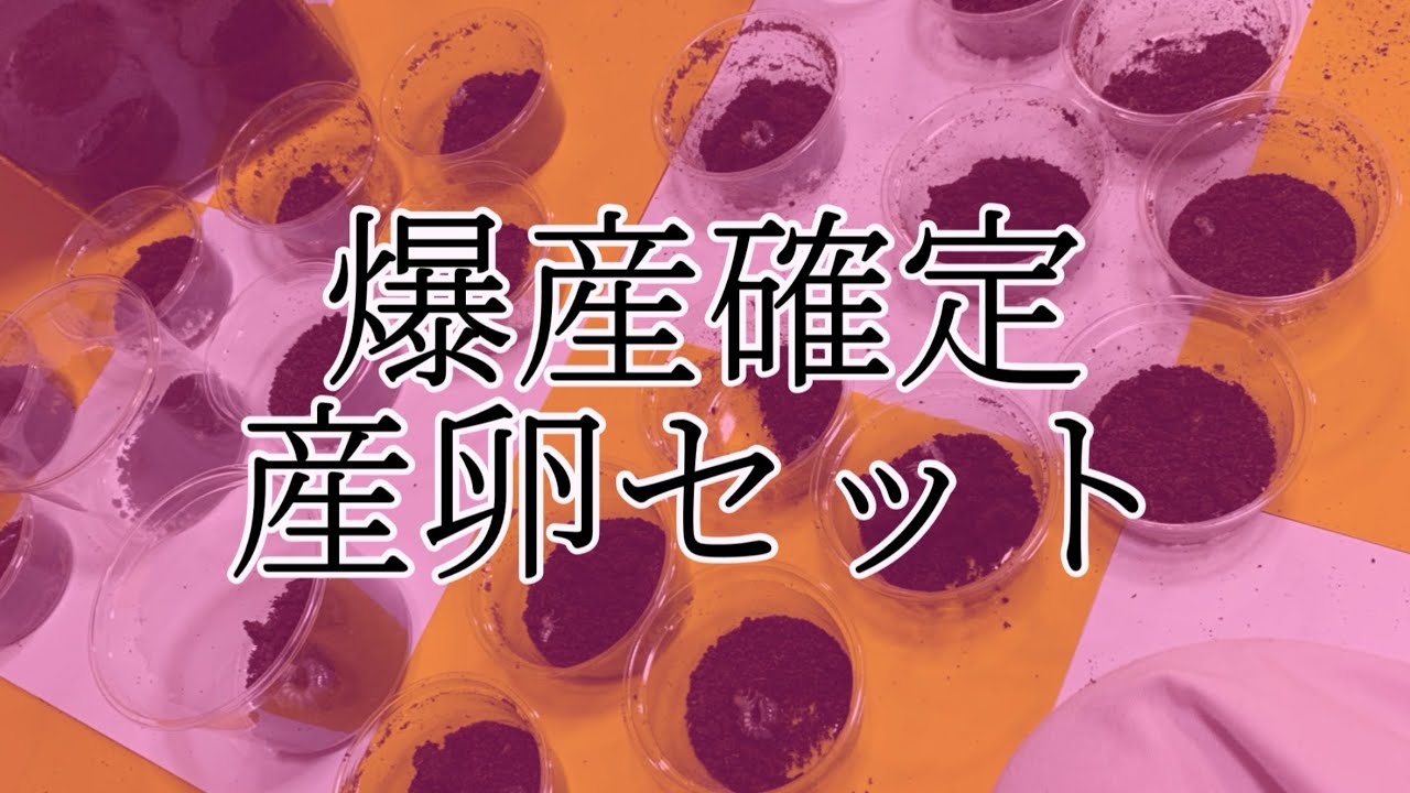 失敗続きのほっぺちゃん、奇跡の爆産✌️✌️✌️