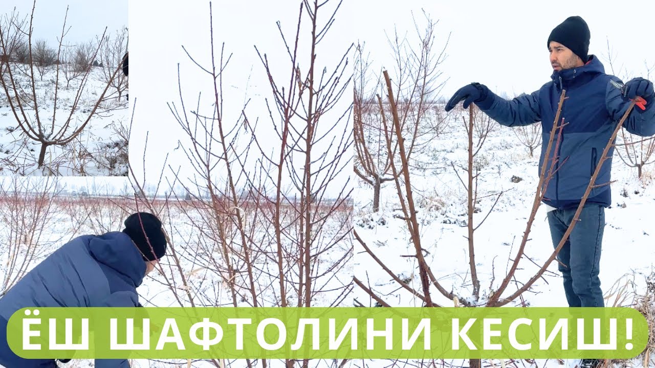 ЁШ ШАФТОЛИ КЎЧАТИНИ ТЎҒРИ КЕСИНГ ВА МЕВАНИ ЕРДАН ТЕРИНГ!