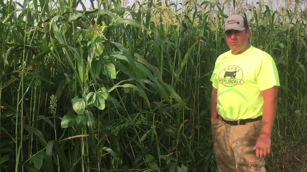 Multi Species Forage Crop