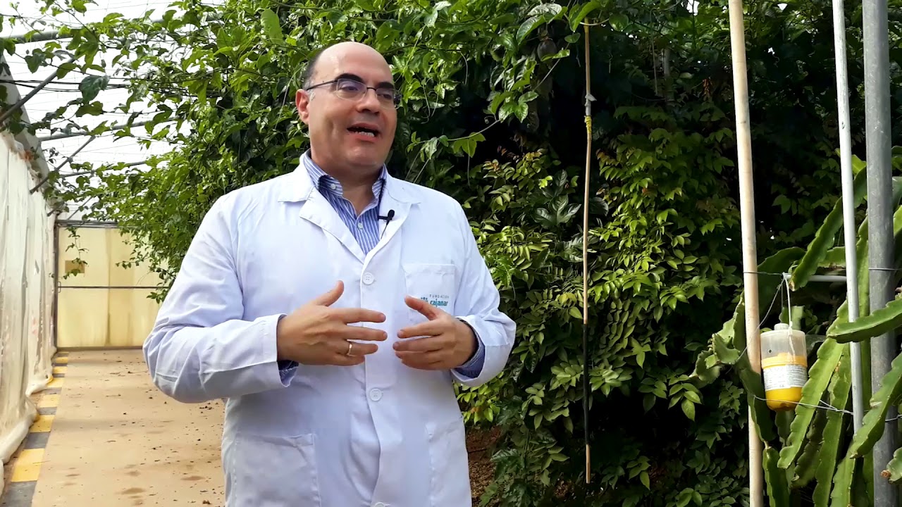 Agrosostenibilidad: frutales en invernadero. Cultivo protegido de especies frutales