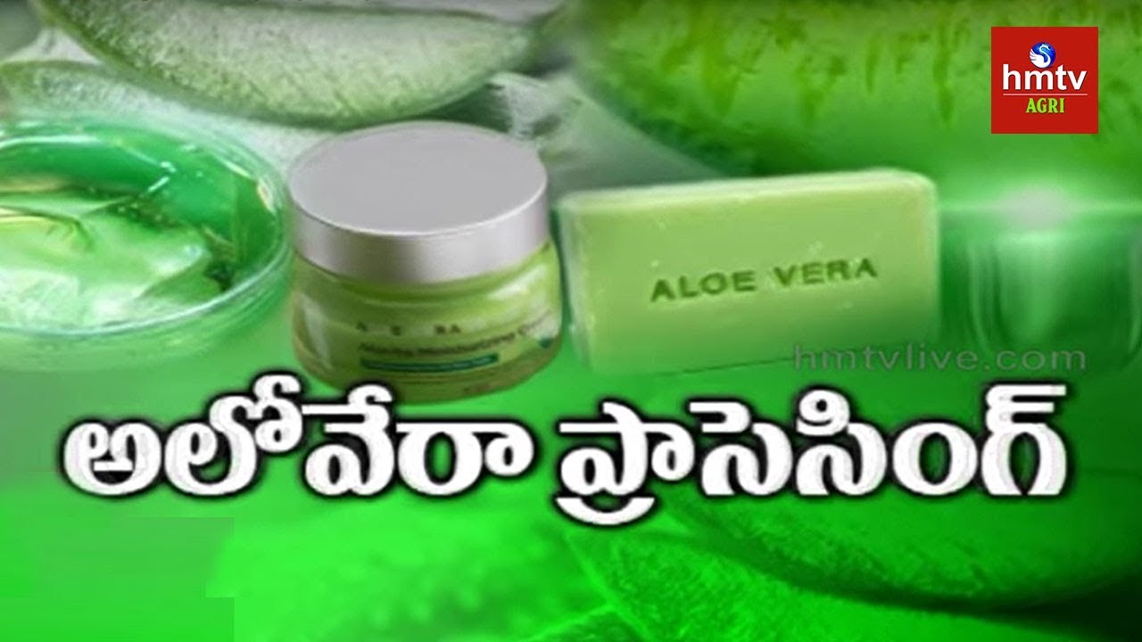 Aloe Vera Processing Guide By Mynampati Sreenivasa Rao | hmtv Agri