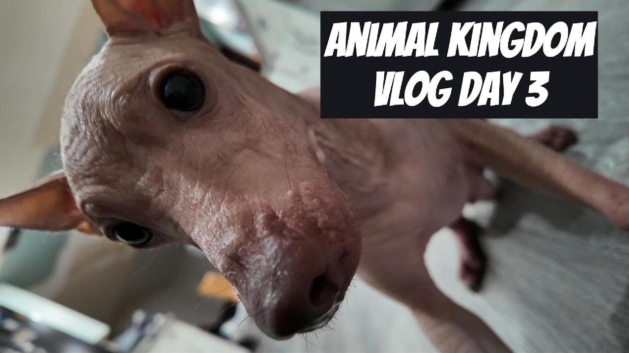 Vlog Ep 3 At home
