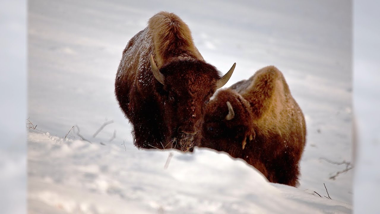 Buffalo on the Loose | Sons of Winter