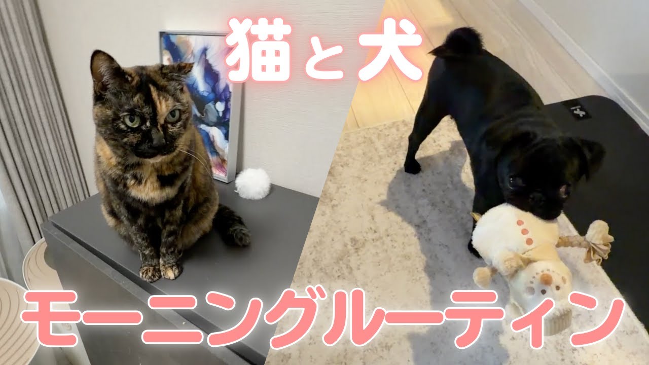 【保護猫と黒パグ】マイペースな猫と元気すぎる犬のモーニングルーティン