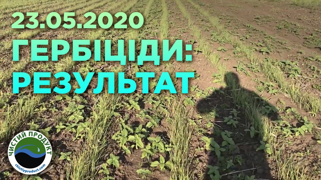 АРХІВ. Вирощування часнику: Звіт з поля 23 травня. Огляд розвитку та гербіцидна обробка.