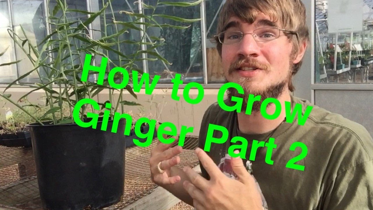 How to Grow Ginger in Containers Part 2: Transplanting and Growing
