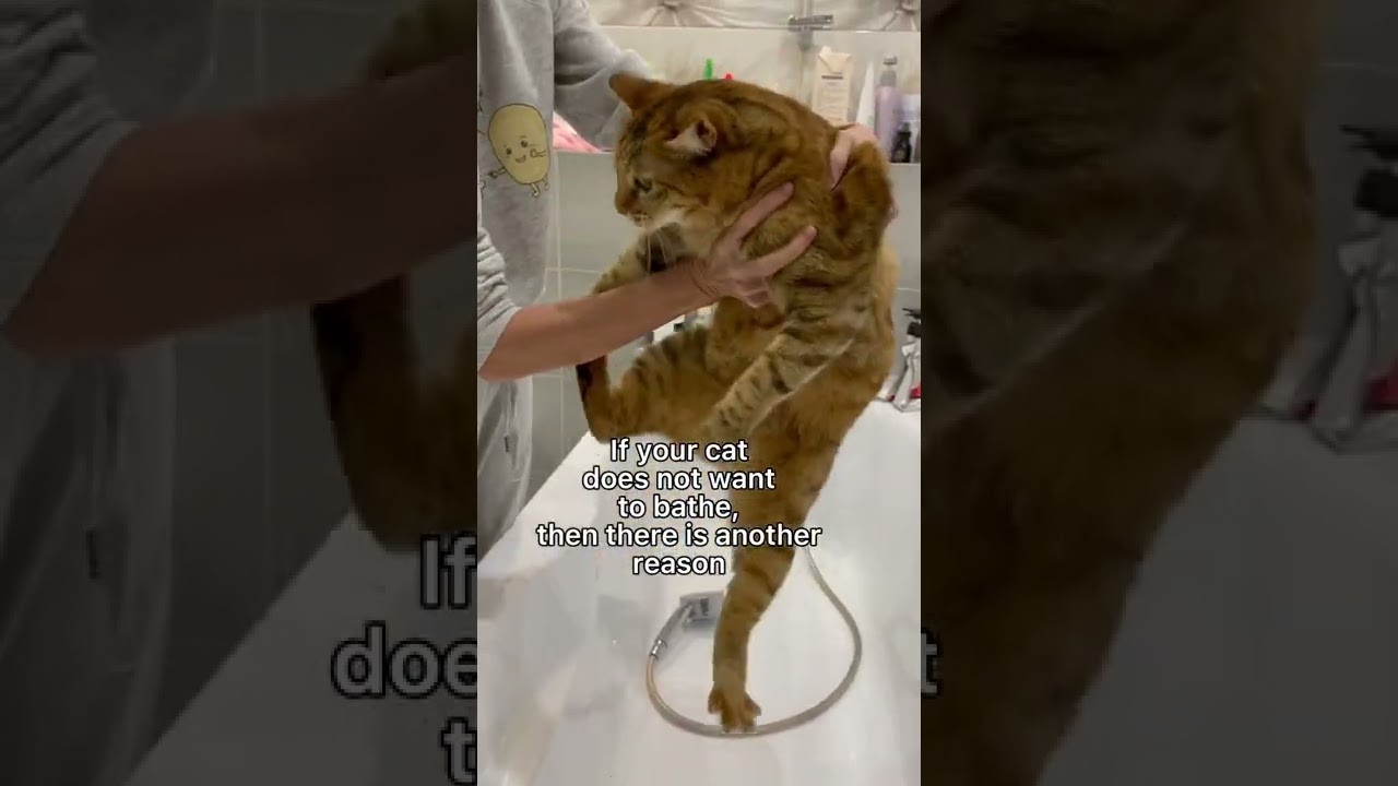Три способа искупать кошку без проблем. #кошки #шорты