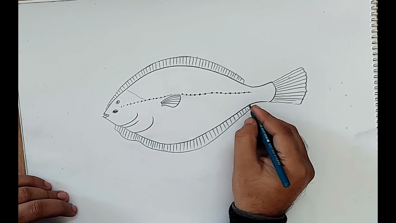 how to draw flat fish