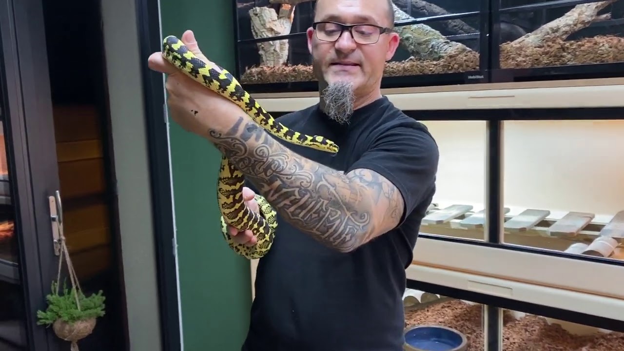 Une présentation de  python tapis de Cheyne (Morelia spilota cheynei) en attendant le Boiday 2020 !