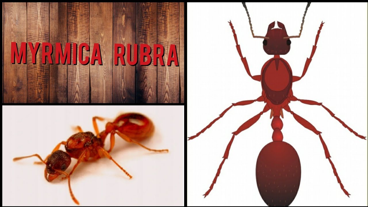 Czerwone mróweczki😁-Myrmica Rubra