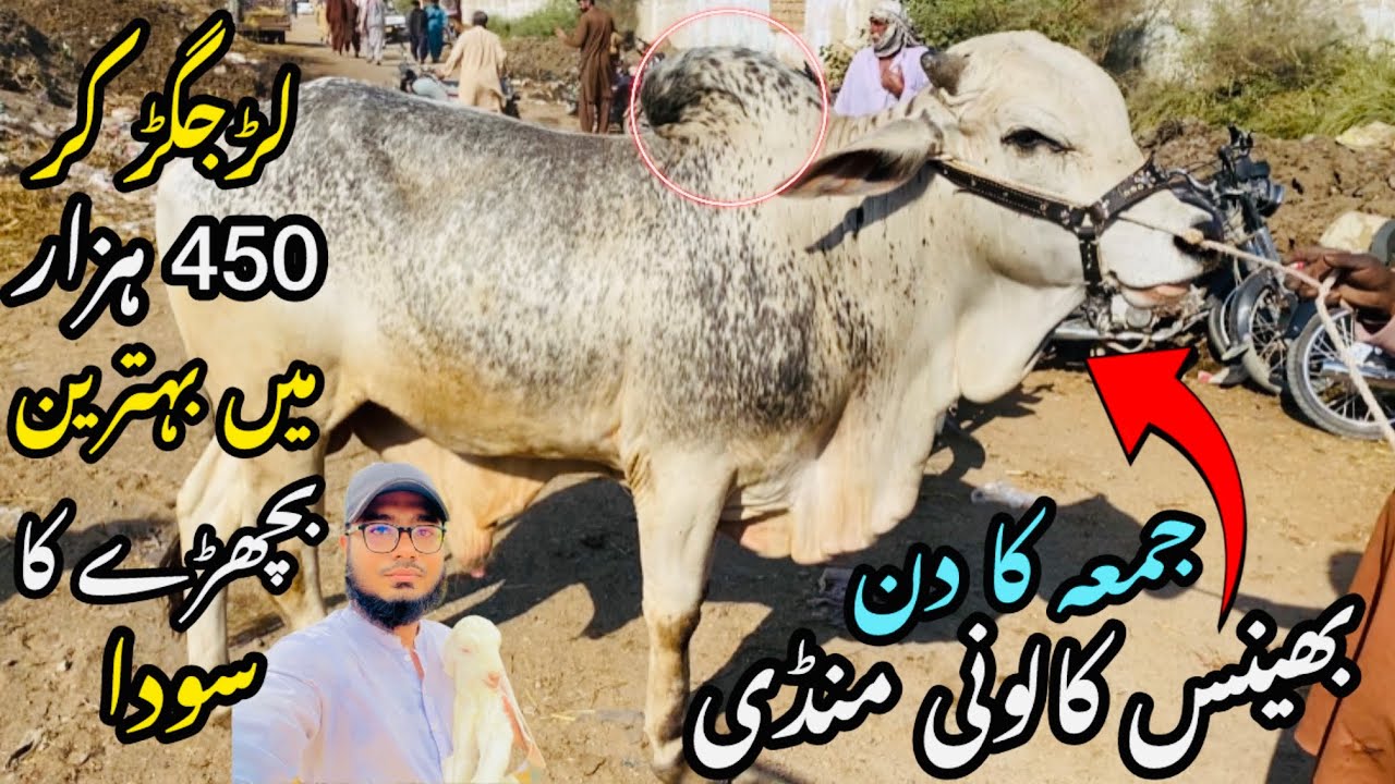 Bhains Colony Mandi Karachi Cattle Rates Update❤️ || 6 march 2026 || Cow Mandi 2026 💫