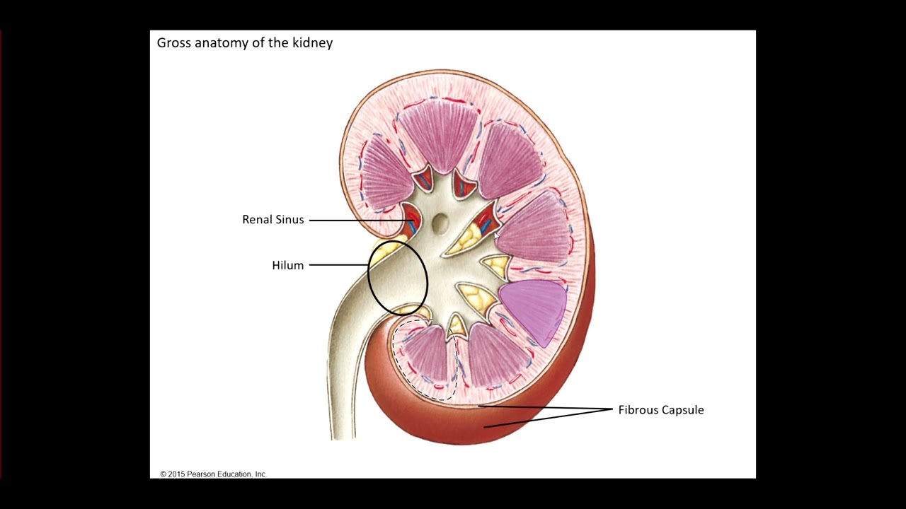 AP 2 Lab Urinary Overview, Kidney Anatomy