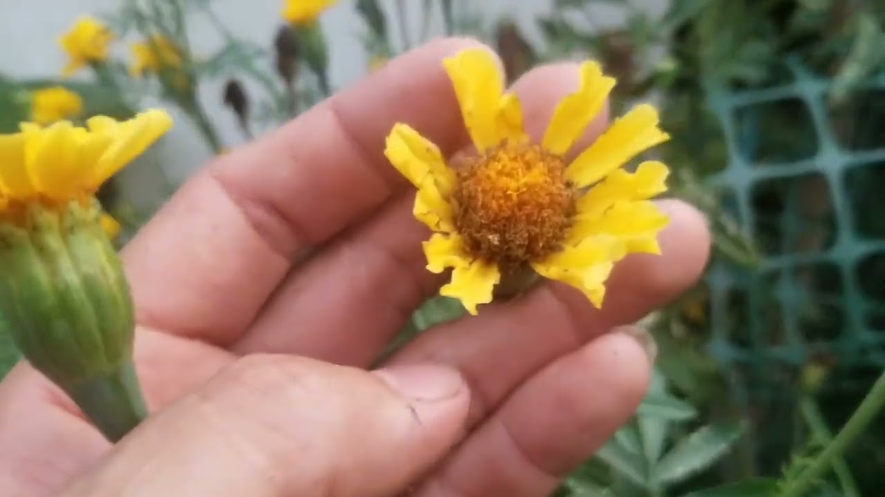 TOUR en JARD&Iacute;N El Peque&ntilde;o Oasis PLANTAS y FLORES ⚘