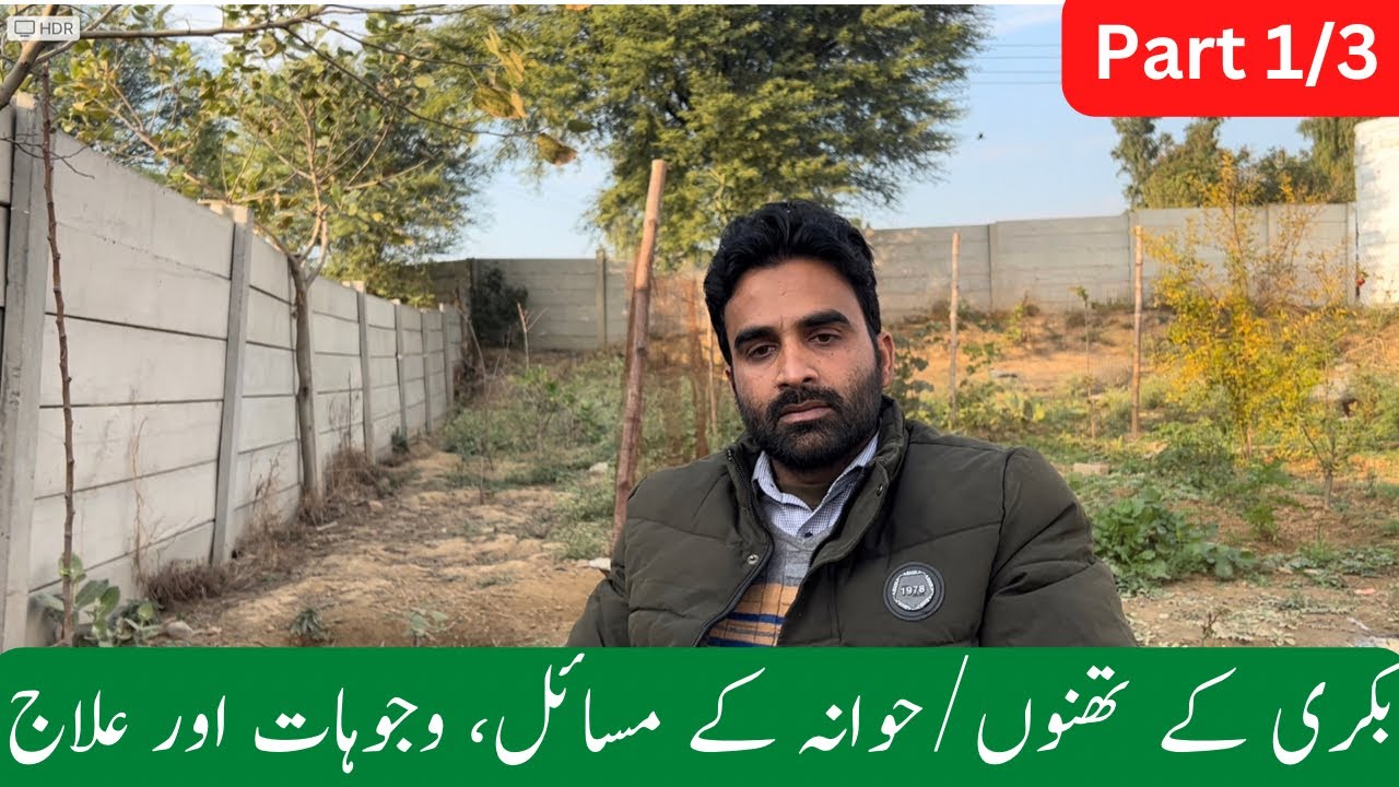 Problems of Udder and the Root Reason - Solution || بکری کے تھنوں/حوانہ کے مسائل، وجوہات اور علاج