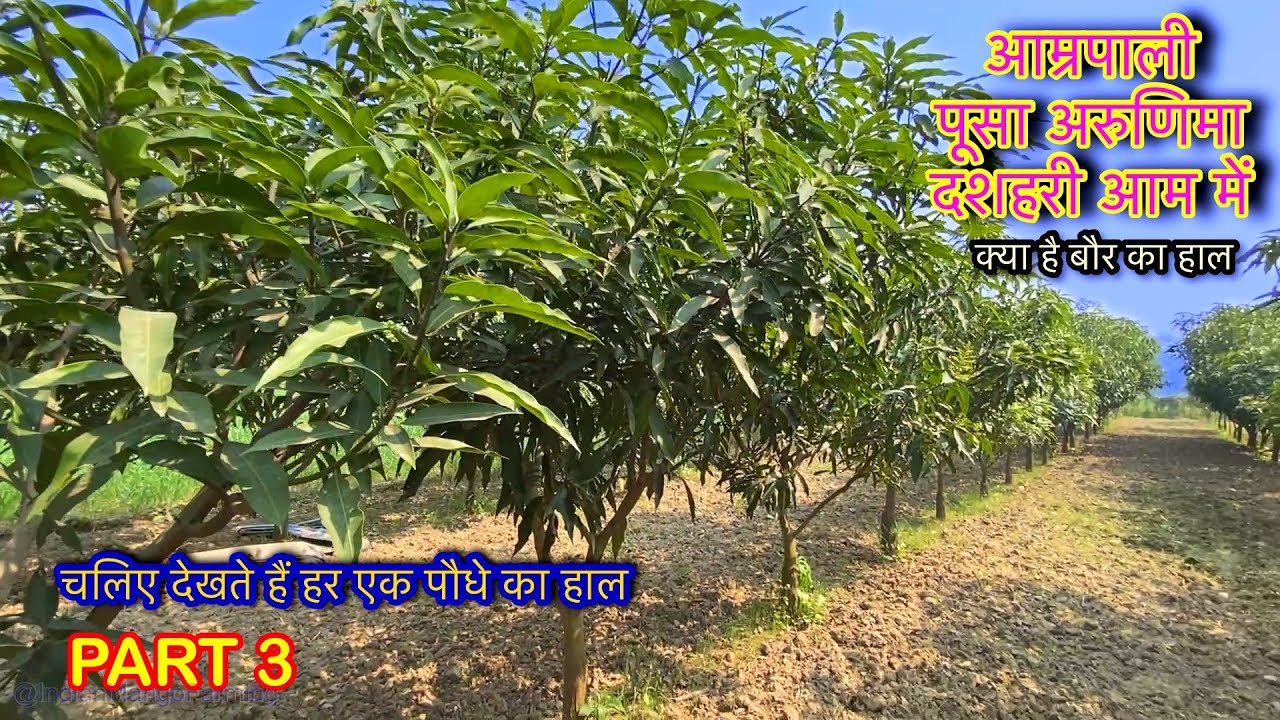 अरुणिमा आम्रपाली और दशहरी आम में कैसा आया है बौर Mango Flowering Update #farming #mangofarm #garden