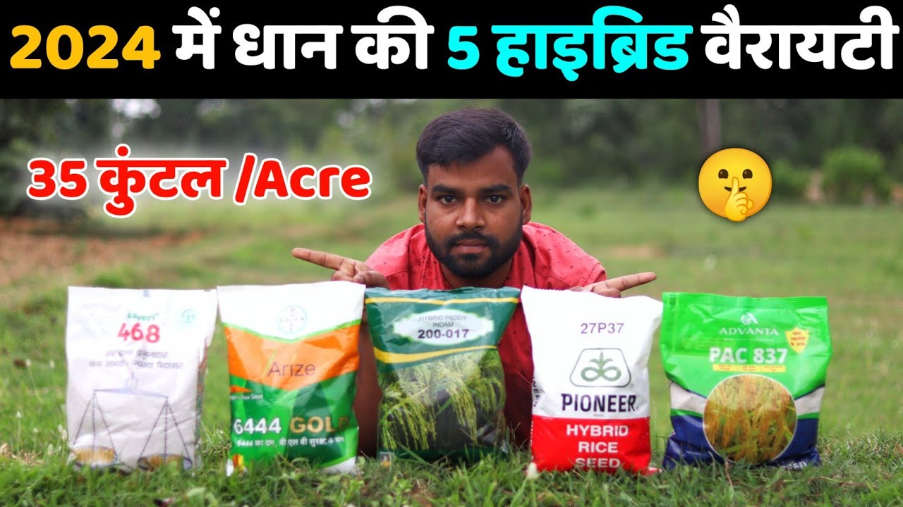 Hybrid rice variety 5 best variety | Top 5 best varieties of hybrid paddy. farming 2024